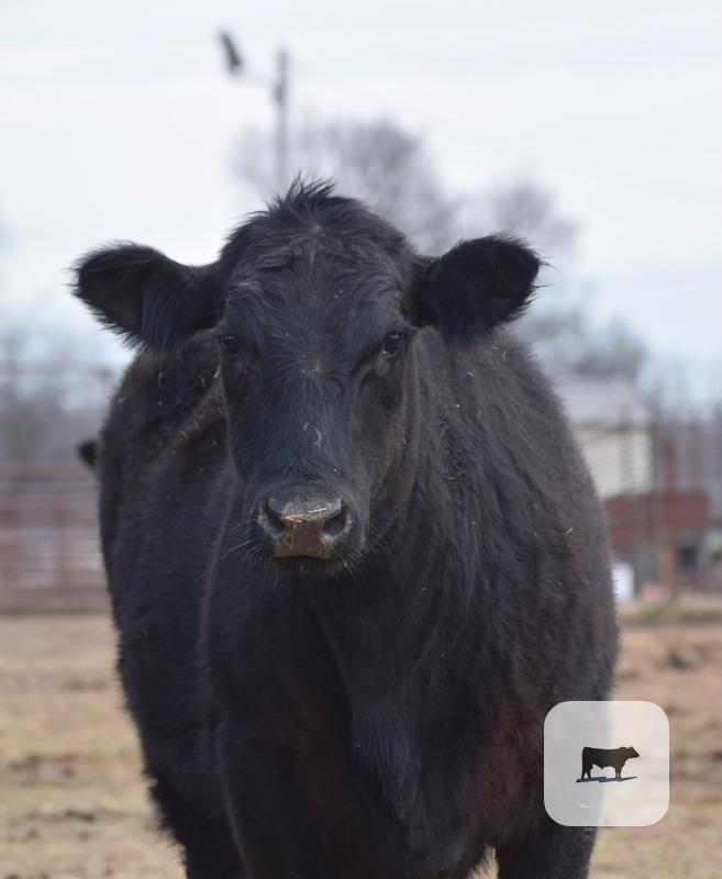Cattle Range Listing Photo