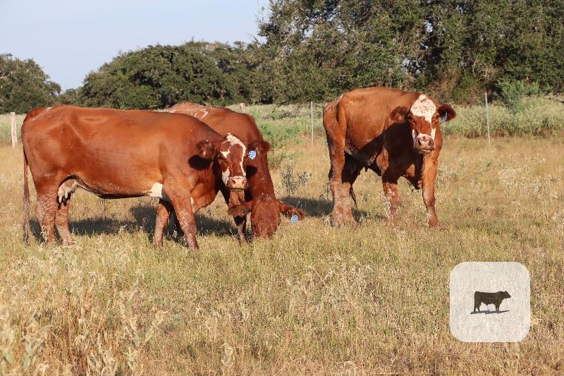 Cattle Range Listing Photo