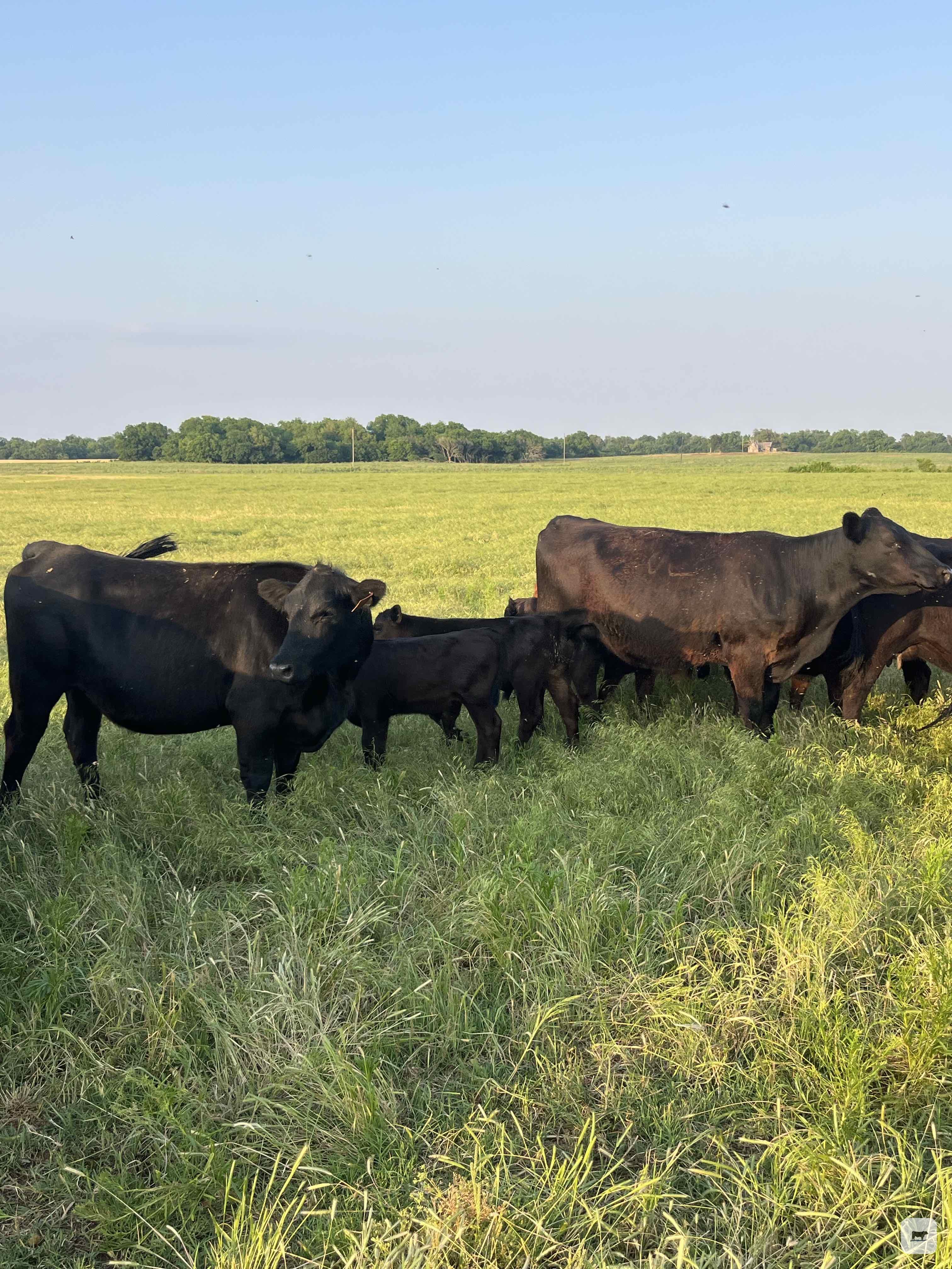 Cattle Range Listing Photo