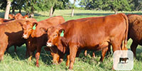 24 Red Angus Rep. Heifers... Central TX