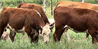 25 Hereford Rep. Heifers... Central TX