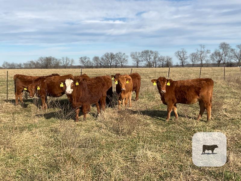 Cattle Range Listing Photo