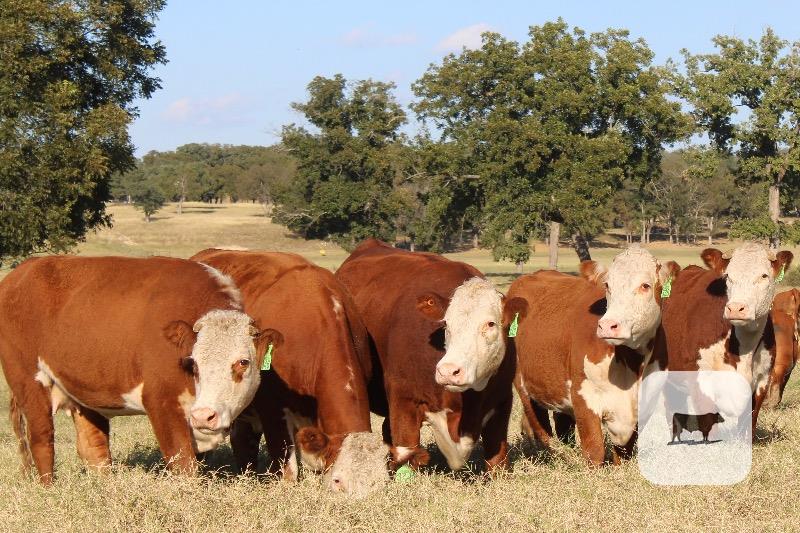 Cattle Range Listing Photo 3