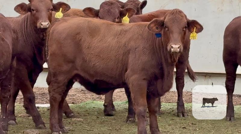 Cattle Range Listing Photo