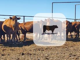 Cattle Range Listing Photo 5