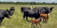 118 Angus & Angus Cross Cows w/ 20+ Calves... Northeast TX