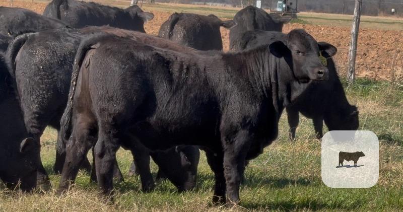 Cattle Range Listing Photo