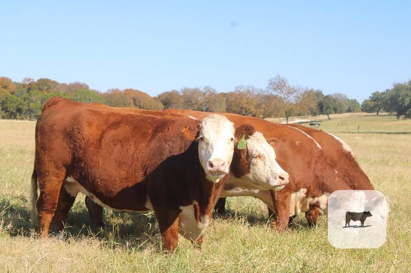 Cattle Range Listing Photo