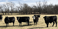 42 Angus & BWF Cows... Southwest MO