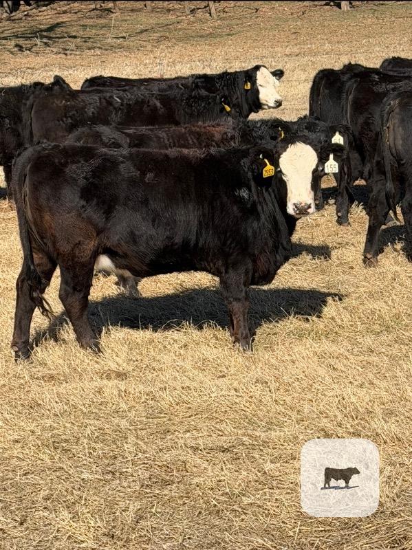 Cattle Range Listing Photo