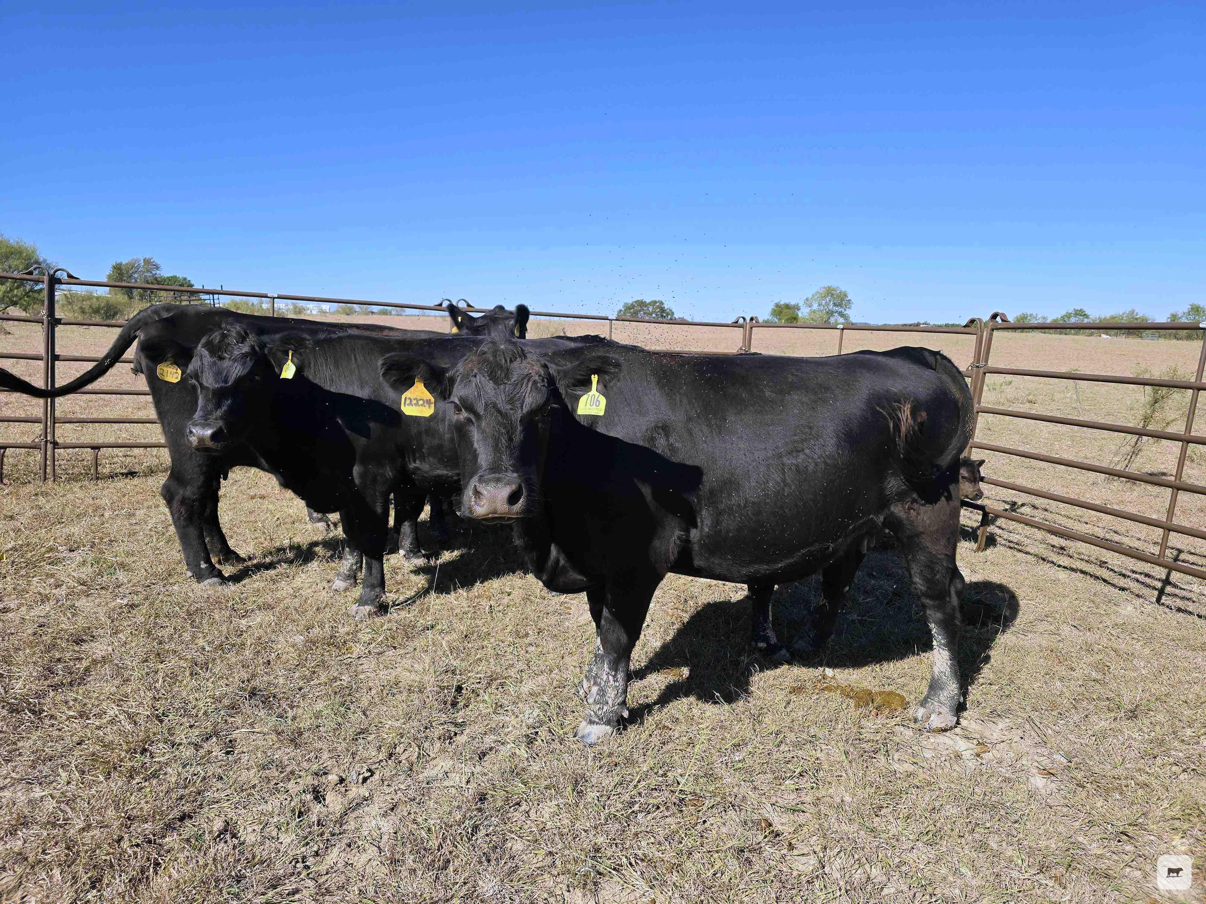Cattle Range Listing Photo