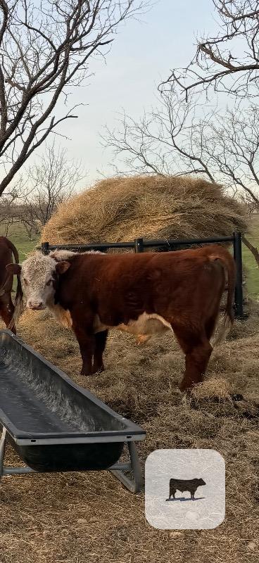 Cattle Range Listing Photo