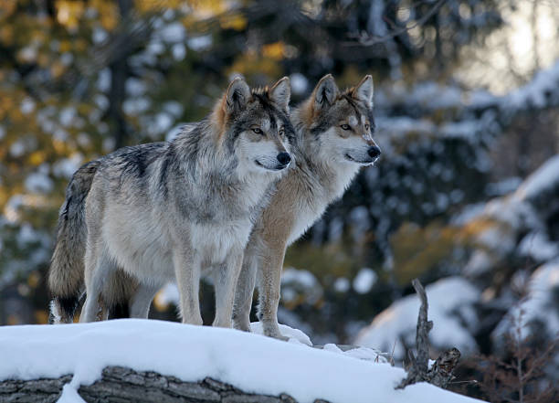 Legislation Introduced to Delist the Mexican Wolf