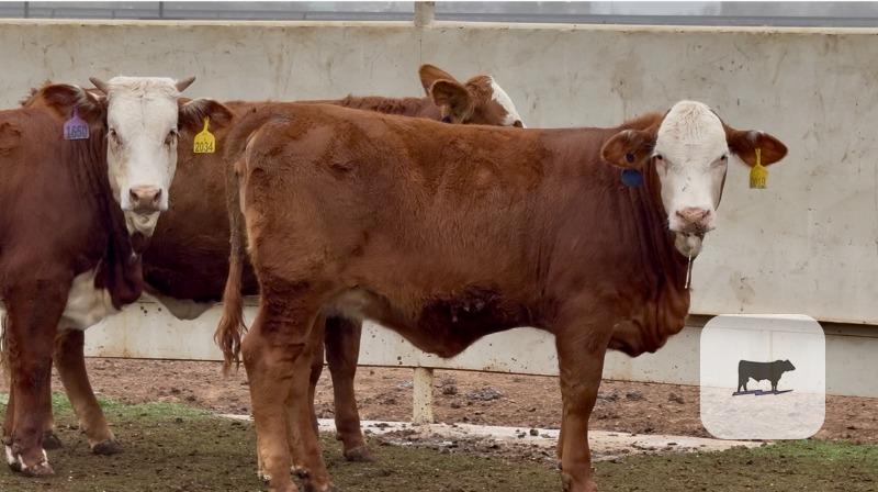 Cattle Range Listing Photo