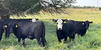 37 Angus & BWF Bred Heifers... Southwest MO
