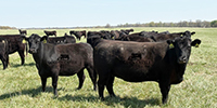 42 Angus & BWF Cows... Southwest MO