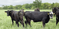 41 Angus & BWF Cows... Southwest MO