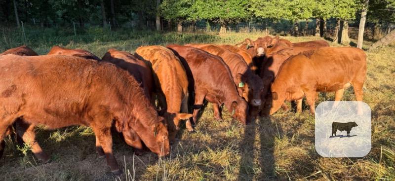 Cattle Range Listing Photo