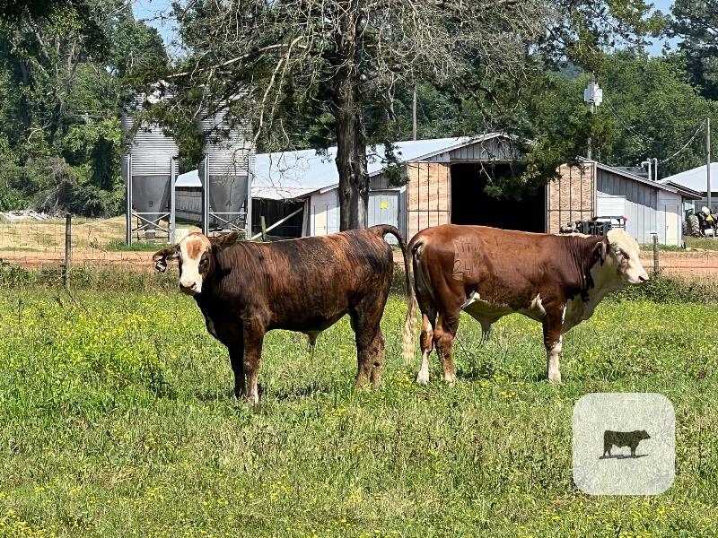 Cattle Range Listing Photo