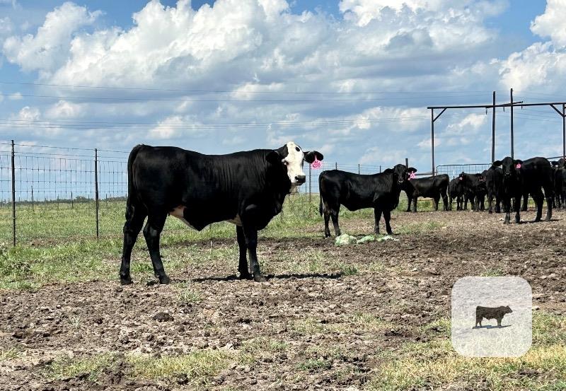 Cattle Range Listing Photo