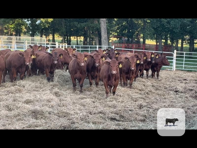 Cattle Range Listing Photo