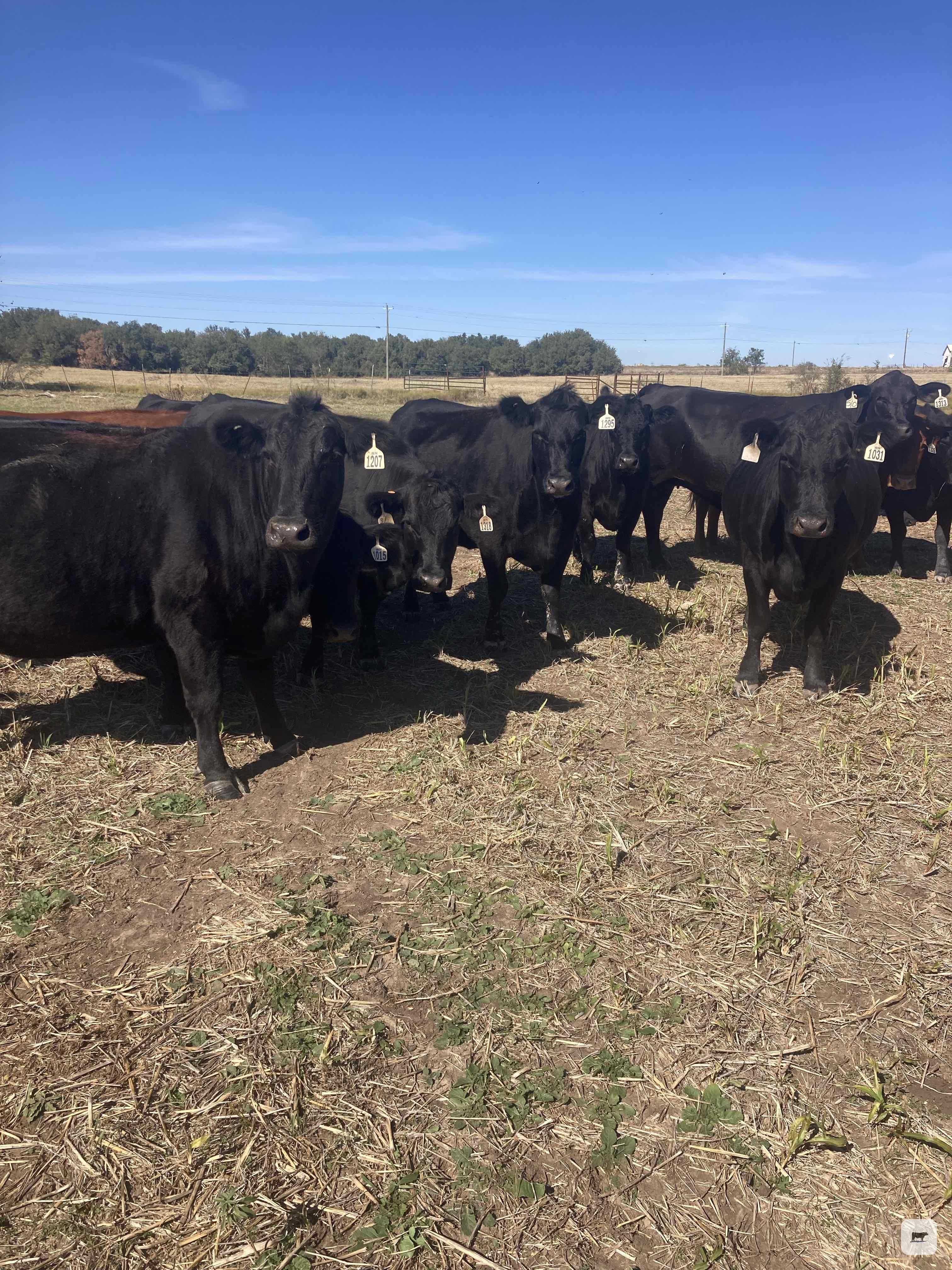 Cattle Range Listing Photo