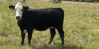 90 Angus Plus & Red Angus Plus Bred Heifers... N. Central TX