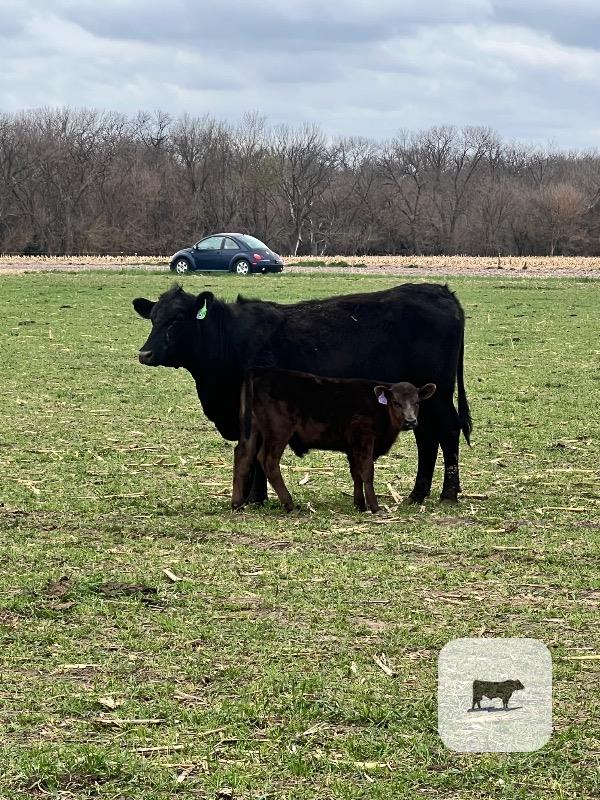 Cattle Range Listing Photo