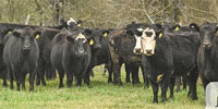 40 Angus & 'BWF' Cows w/ 2+ Calves... Central TX