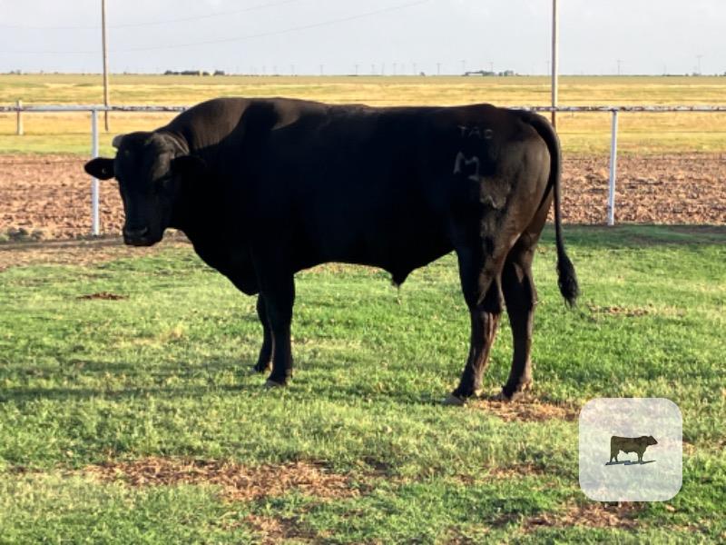Cattle Range Listing Photo