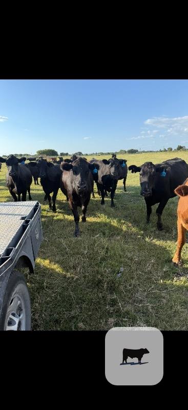 Cattle Range Listing Photo