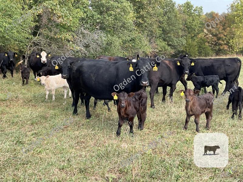 Cattle Range Listing Photo