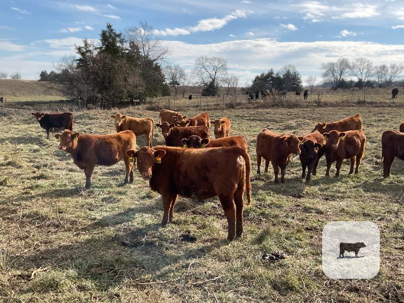 Cattle Range Listing Photo
