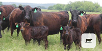 10 Angus 1st-Calf Pairs... Central TX (1)