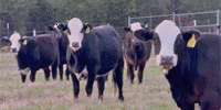 20 Brangus Baldy Bred Heifers... N. Central LA
