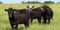 30 Angus & BWF Bred Heifers... Southwest MO