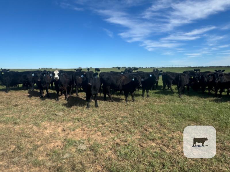 Cattle Range Listing Photo