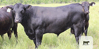 30 Brangus Bred Heifers... Northeast LA