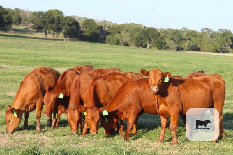 Cattle Range Listing Photo
