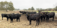 65 Angus & BWF Rep. Heifers... Southwest MO