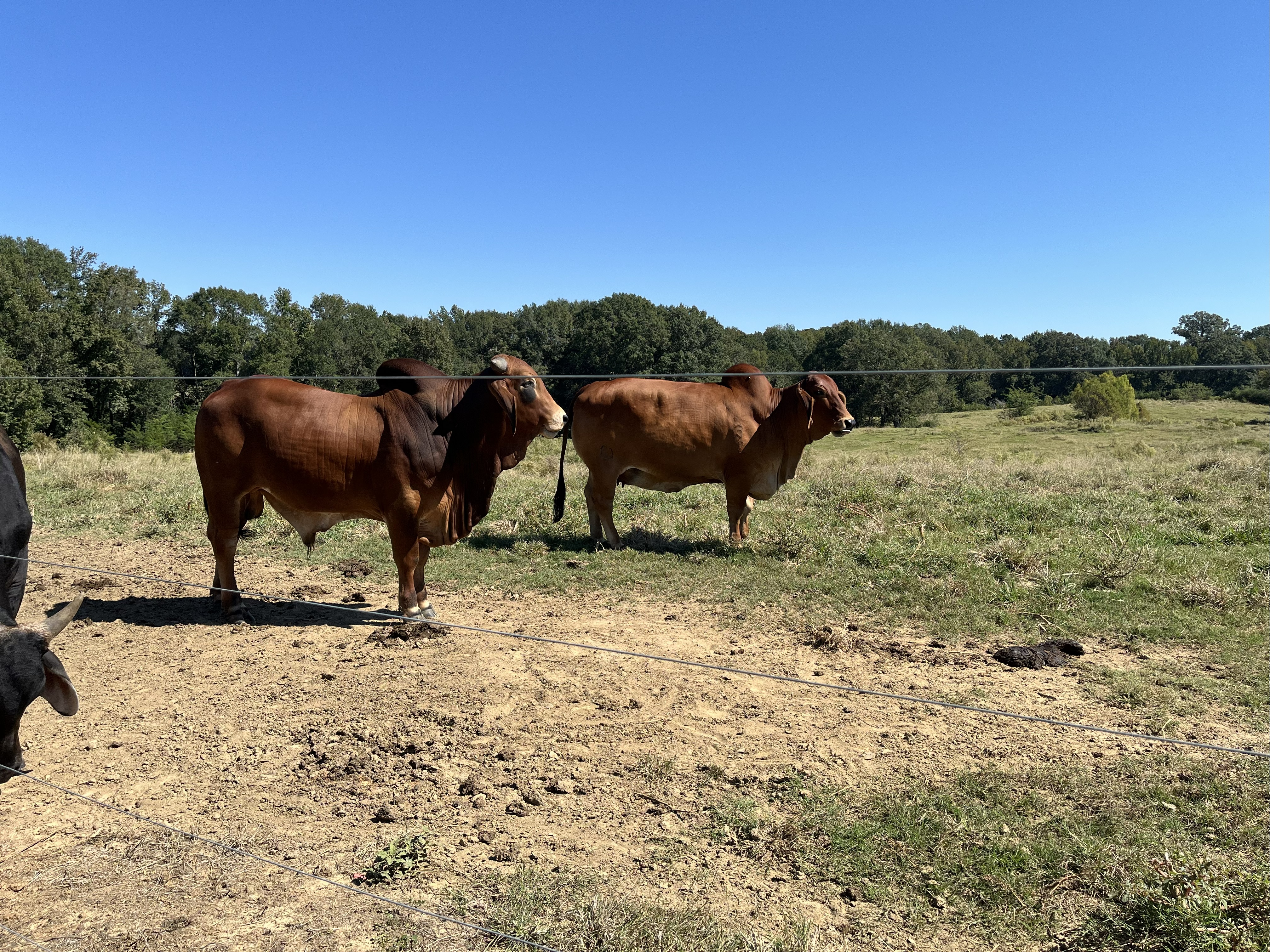 Cattle Range Listing Photo 2