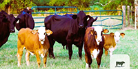 20 F1 Brahman/Holstein Cows w/ 6+ Calves... Northeast TX