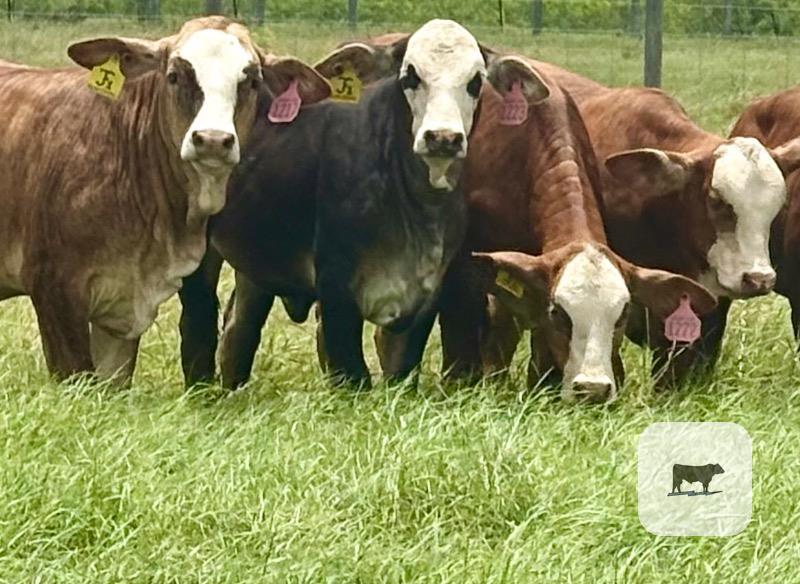 Cattle Range Listing Photo