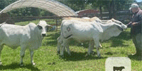 8 Golden Certified F1 Tigerstripes & Reg. Brahman Rep. Heifers... East TX