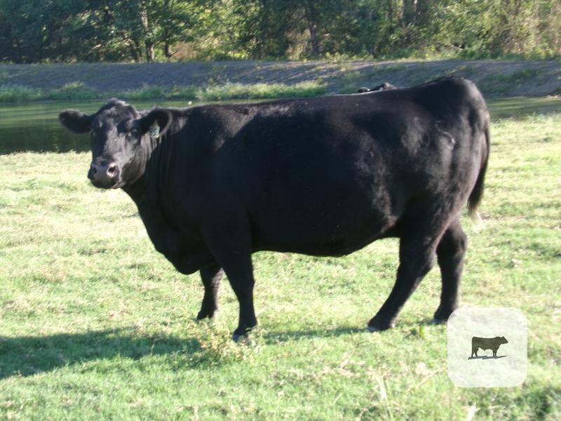 Cattle Range Listing Photo