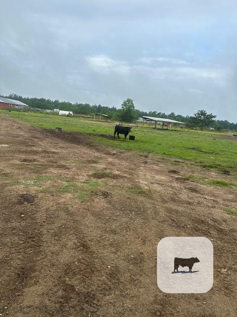 Cattle Range Listing Photo
