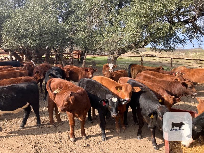 Cattle Range Listing Photo