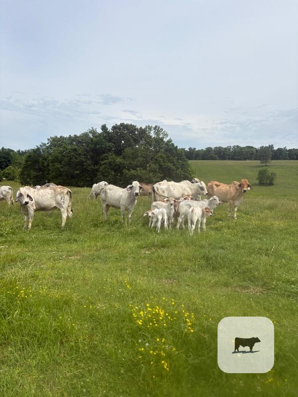 Cattle Range Listing Photo