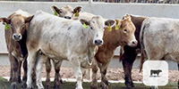 6 Charolais & Charolais Cross Bred Heifers... Central TX