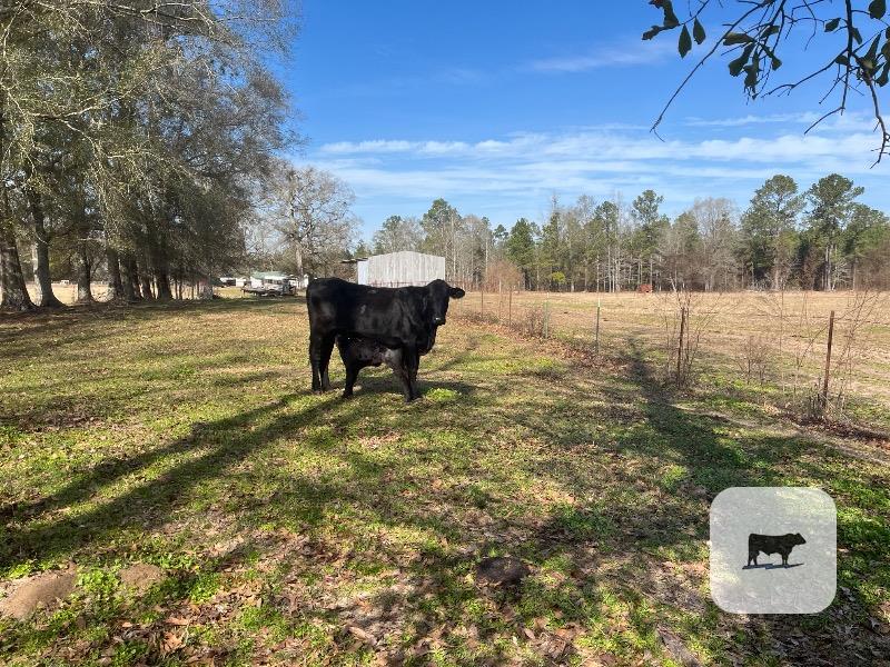 Cattle Range Listing Photo